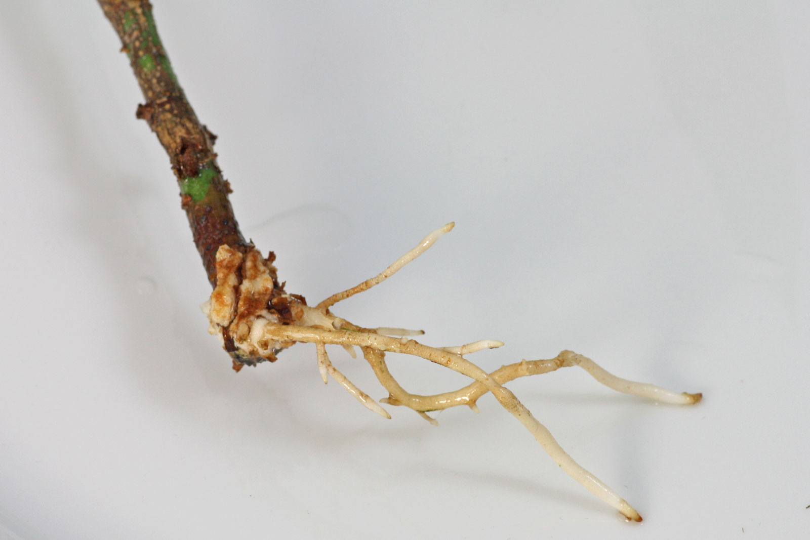 Pachira aquatica