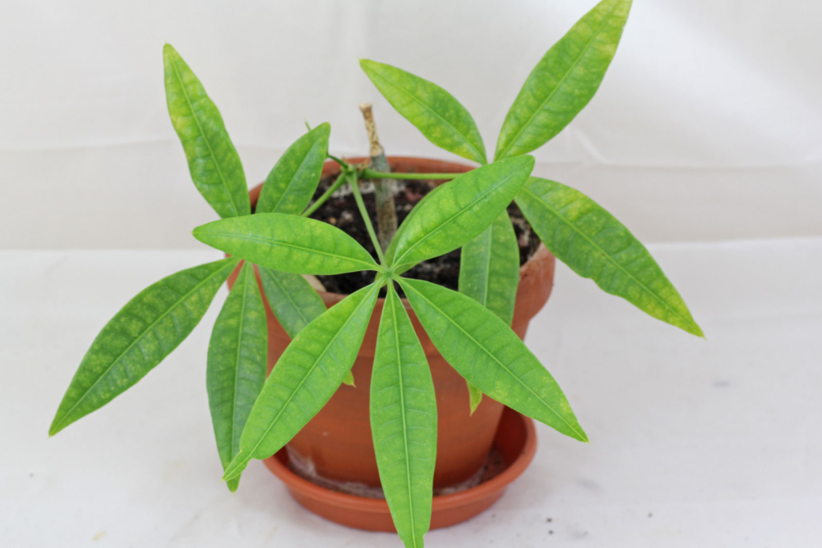 Pachira aquatica
