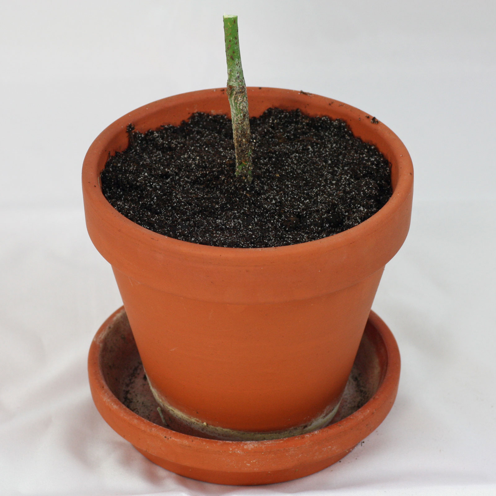 Pachira aquatica