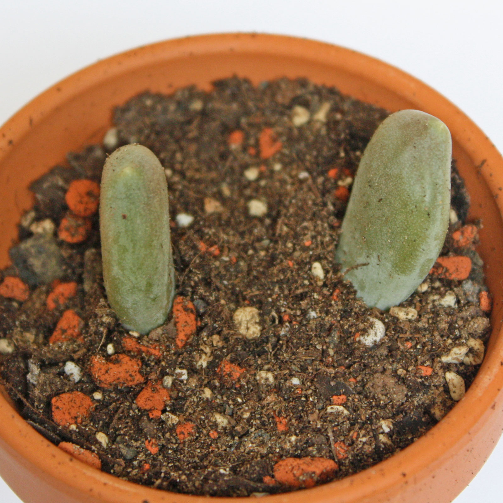 Pachyphytum oviferum
