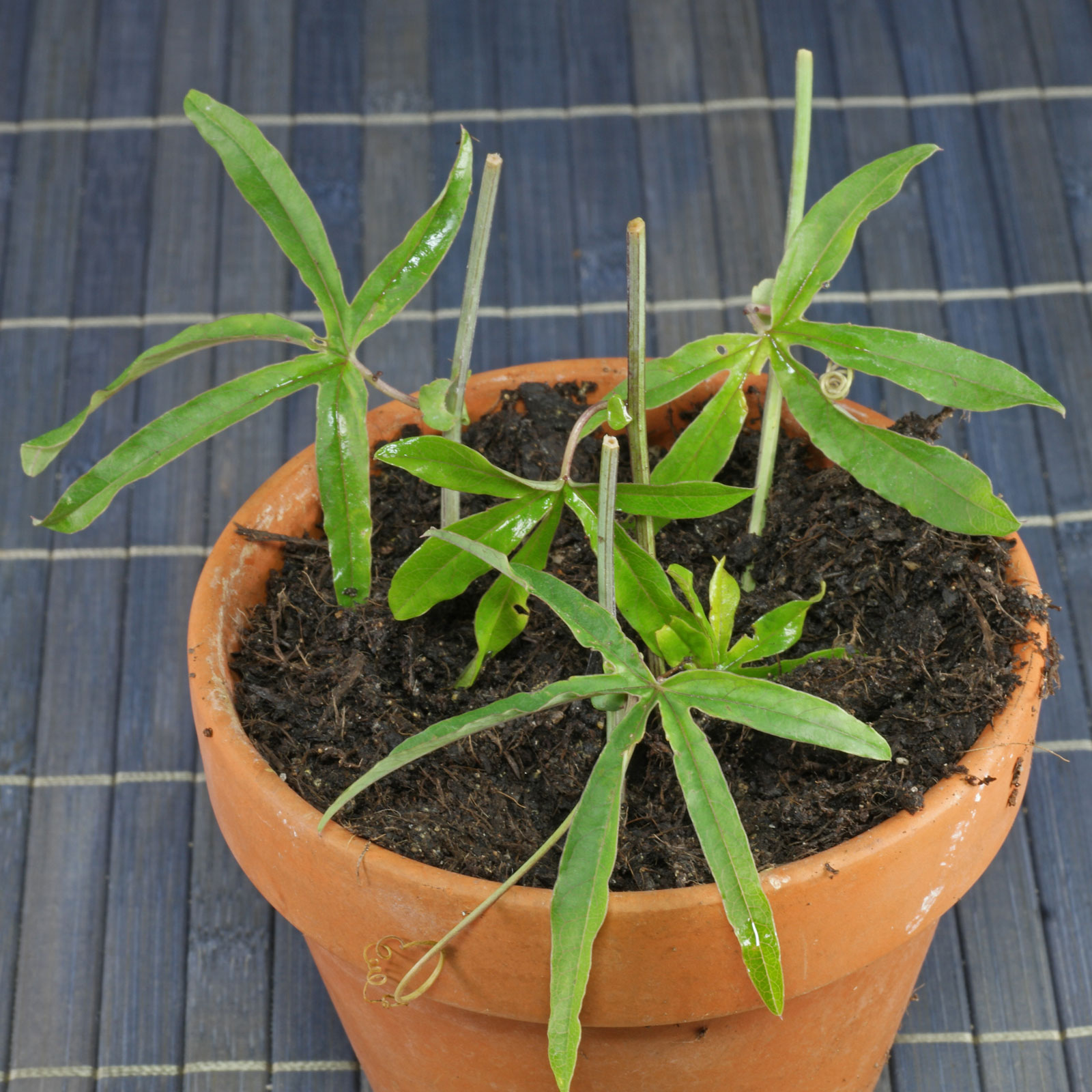 Passiflora caerulea
