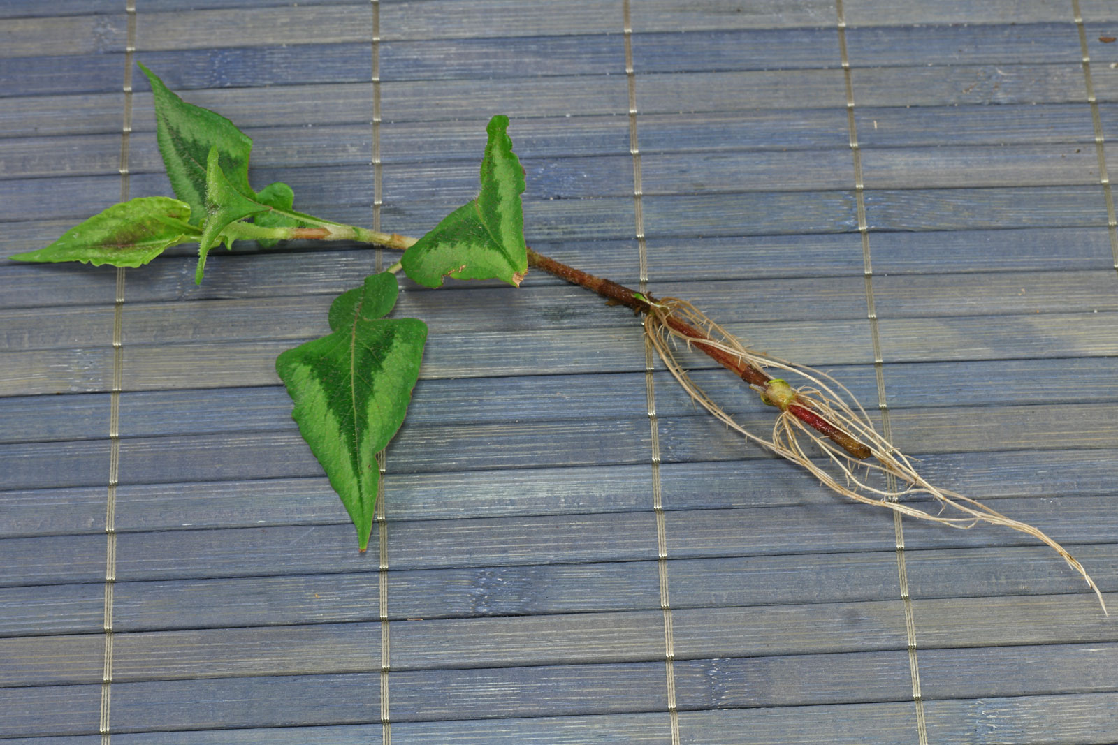 Persicaria microcephala