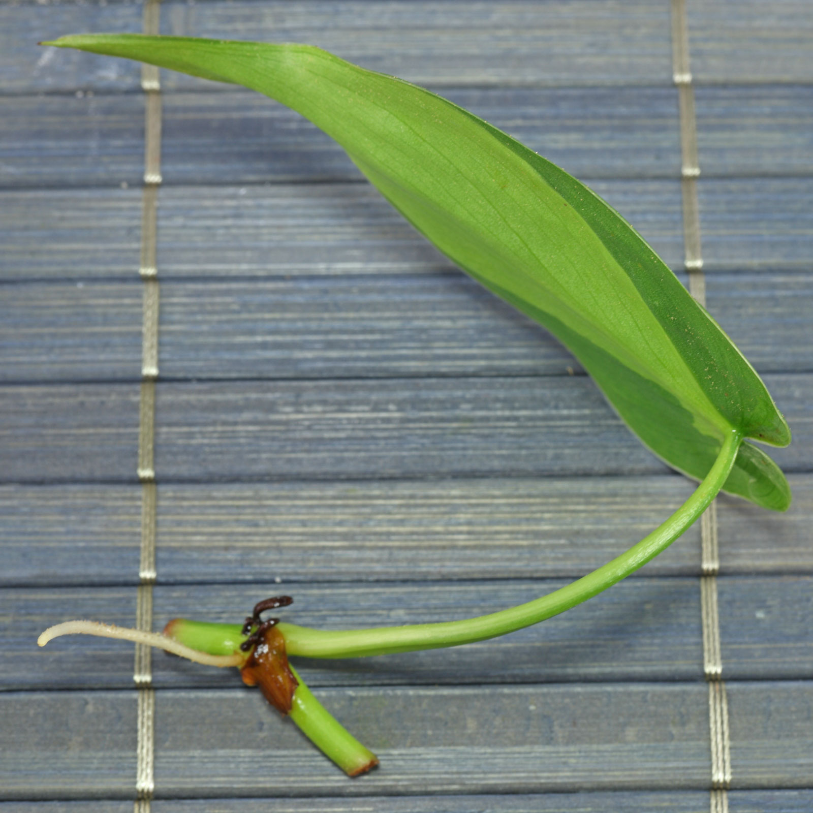 Philodendron hederaceum