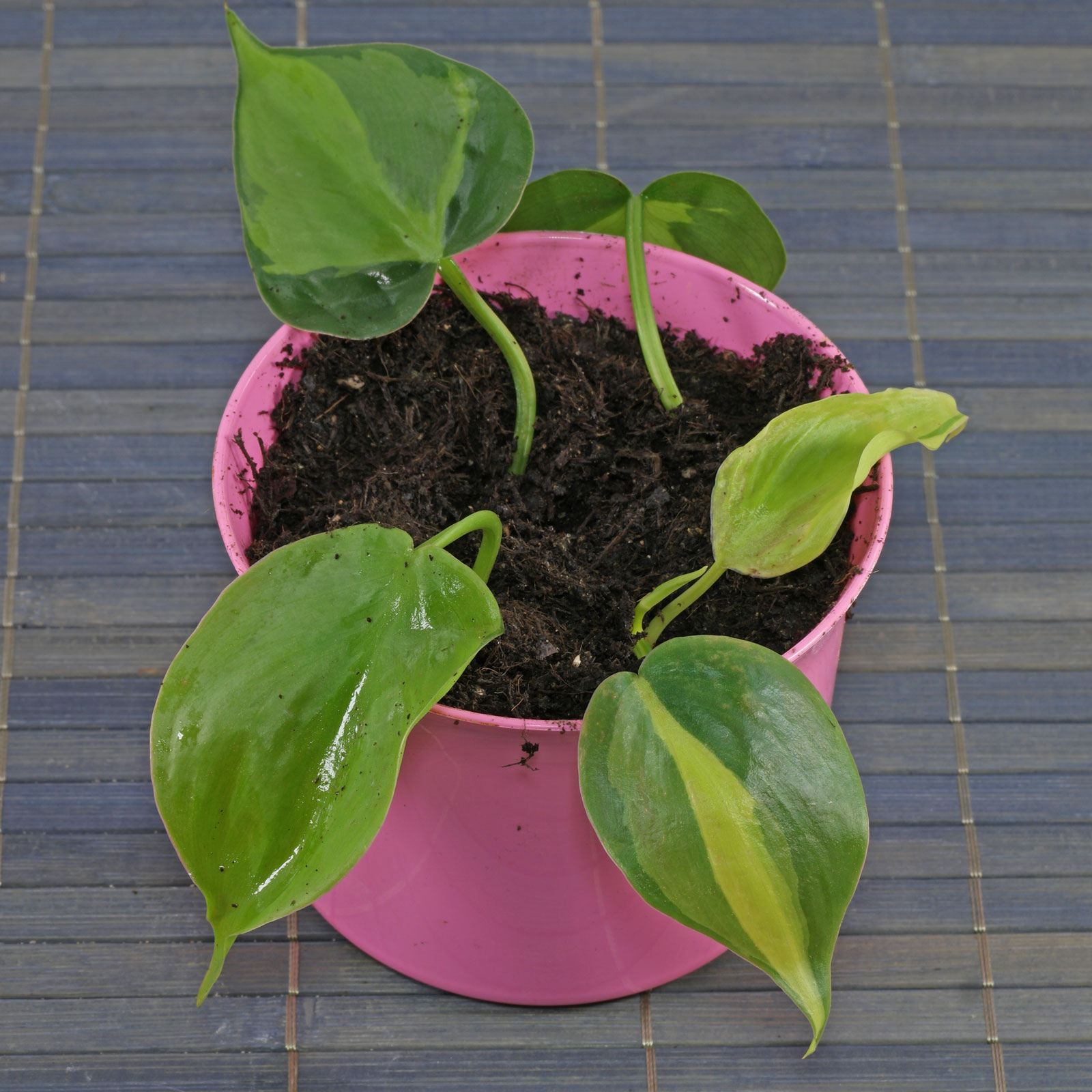 Philodendron hederaceum
