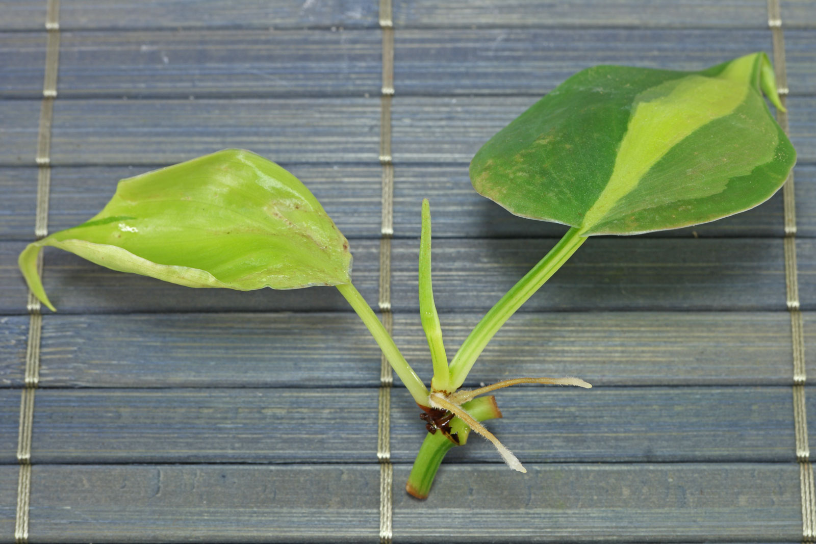 Philodendron hederaceum