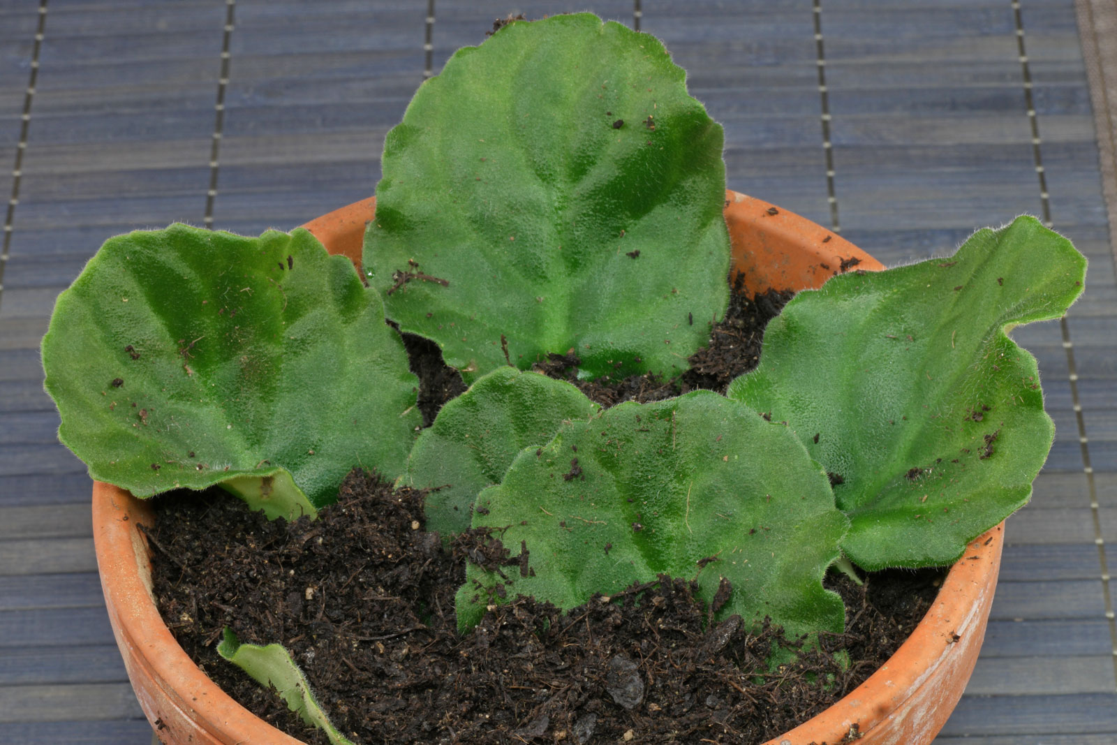 Saintpaulia ionantha