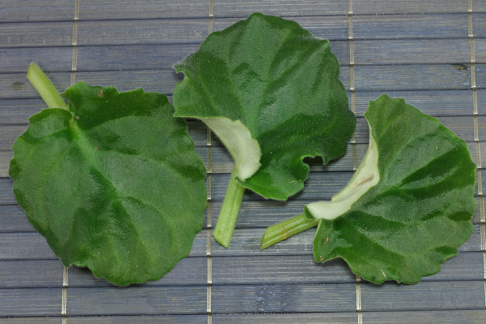 Saintpaulia ionantha
