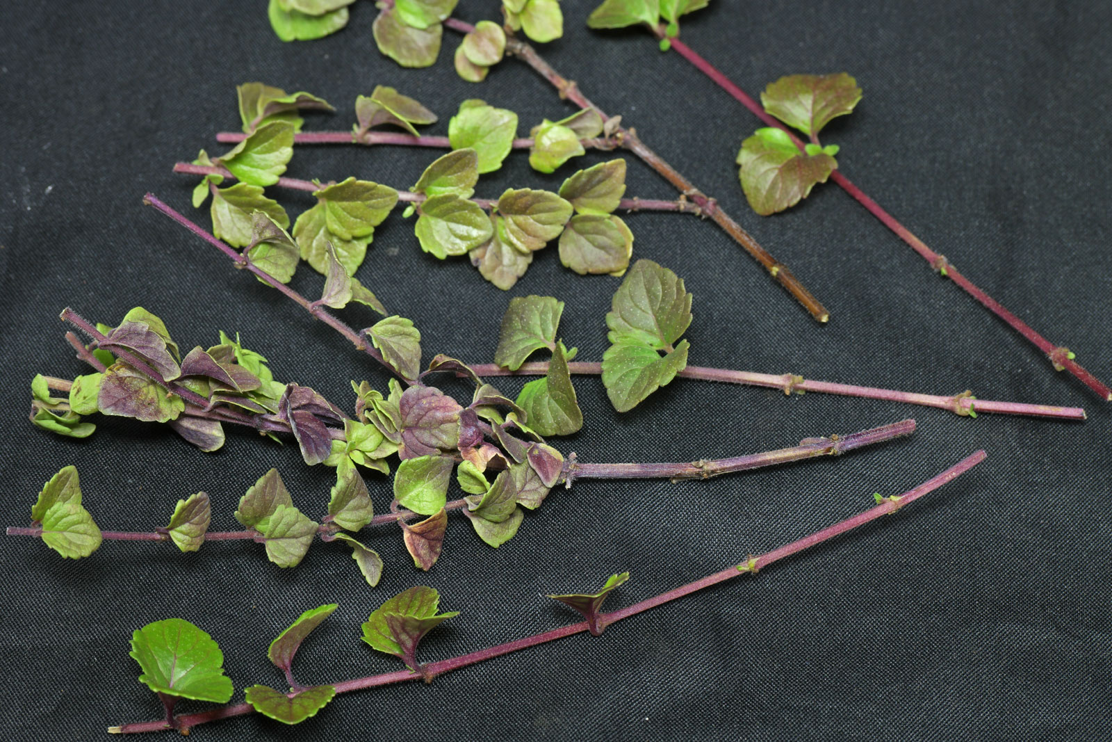 Satureja douglasii
