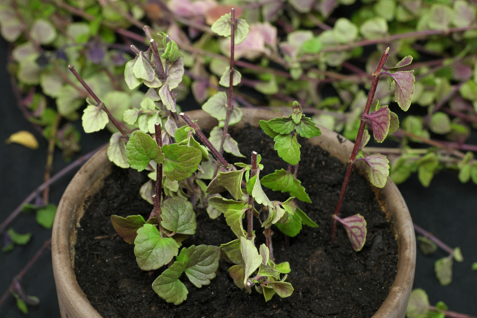 Satureja douglasii