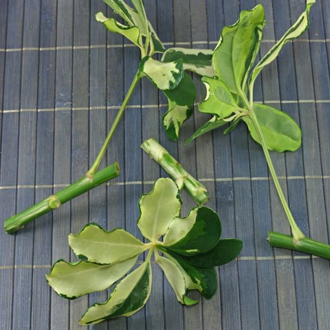 Schefflera arboricola