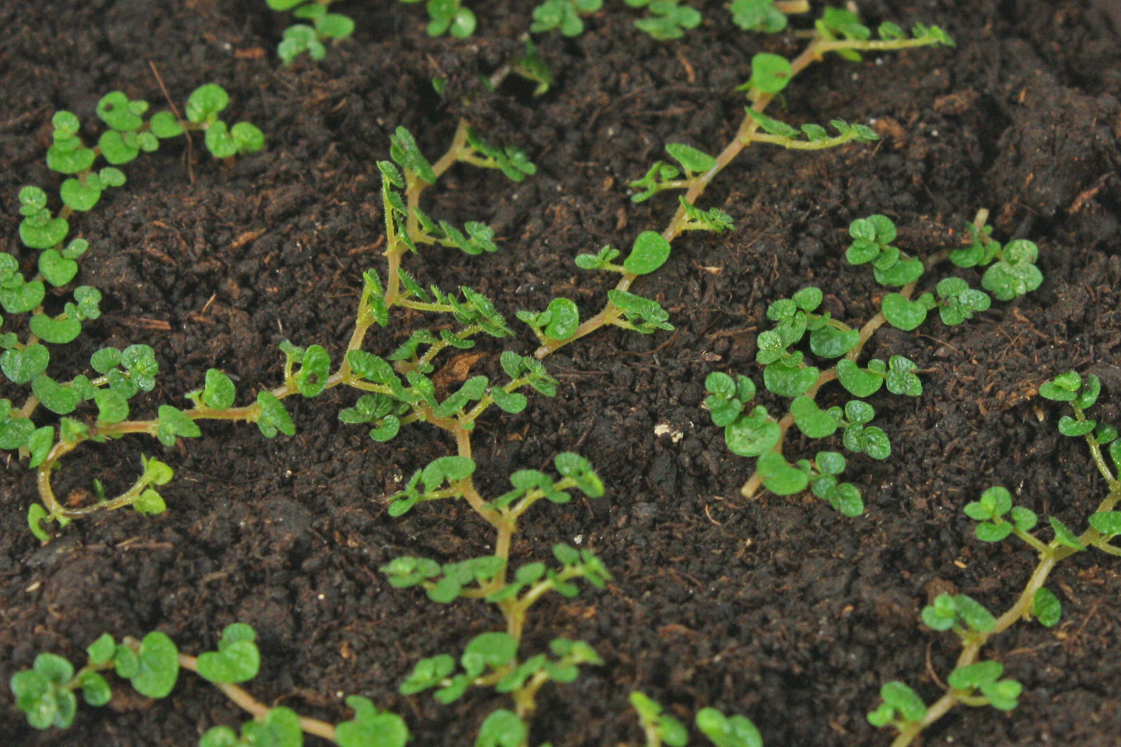 Soleirolia soleirolii