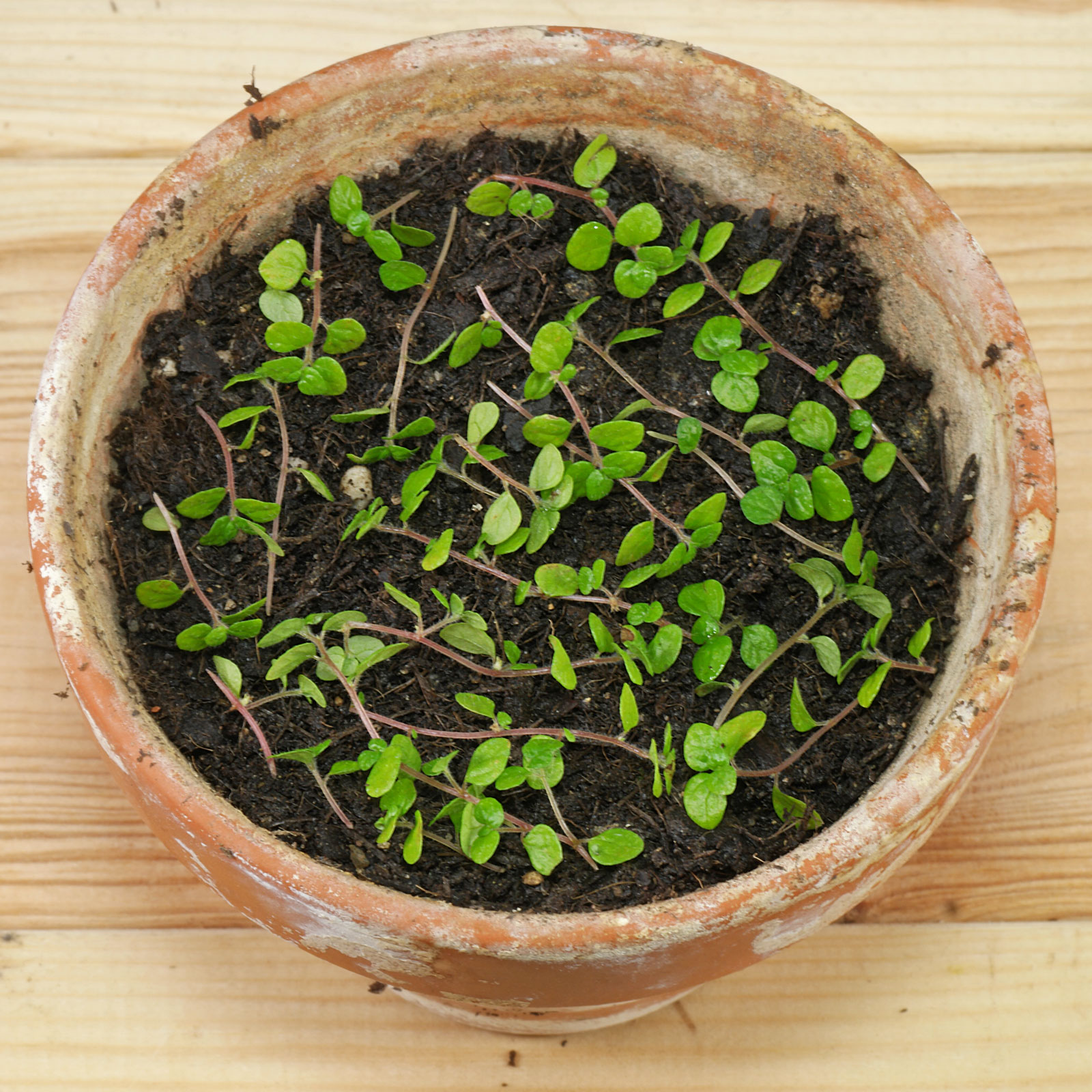 Soleirolia soleirolii