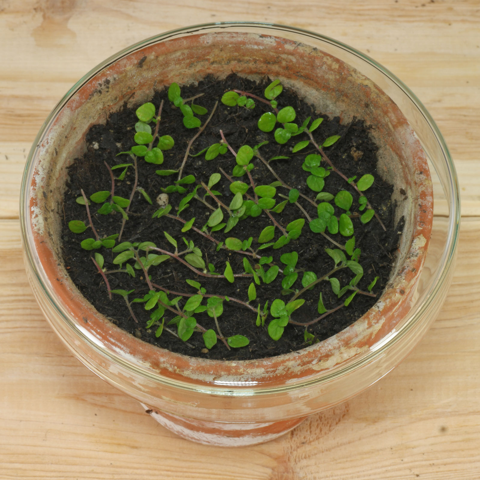 Soleirolia soleirolii