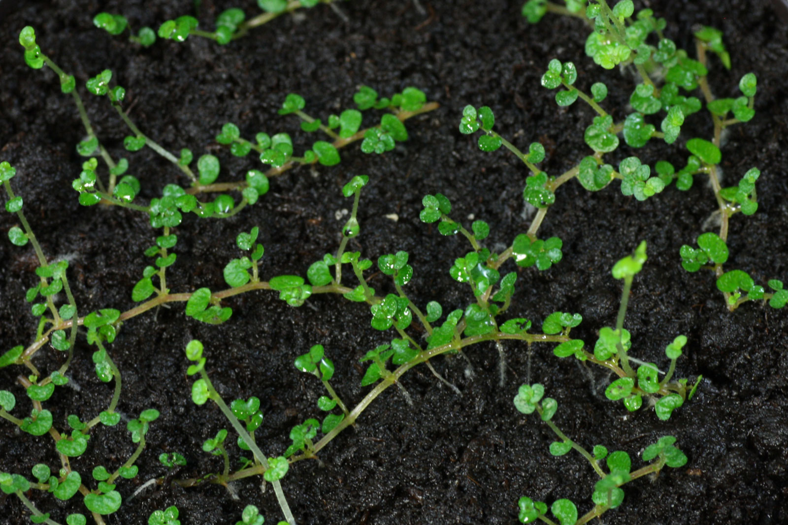 Soleirolia soleirolii