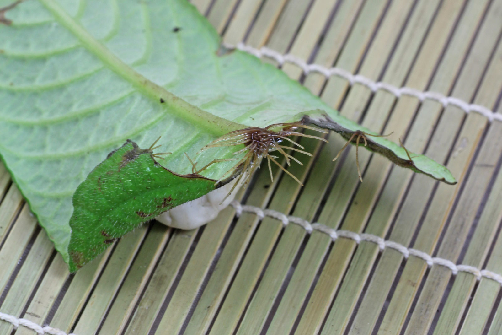 Streptocarpus cv