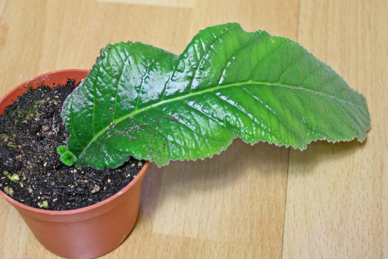 Streptocarpus cv