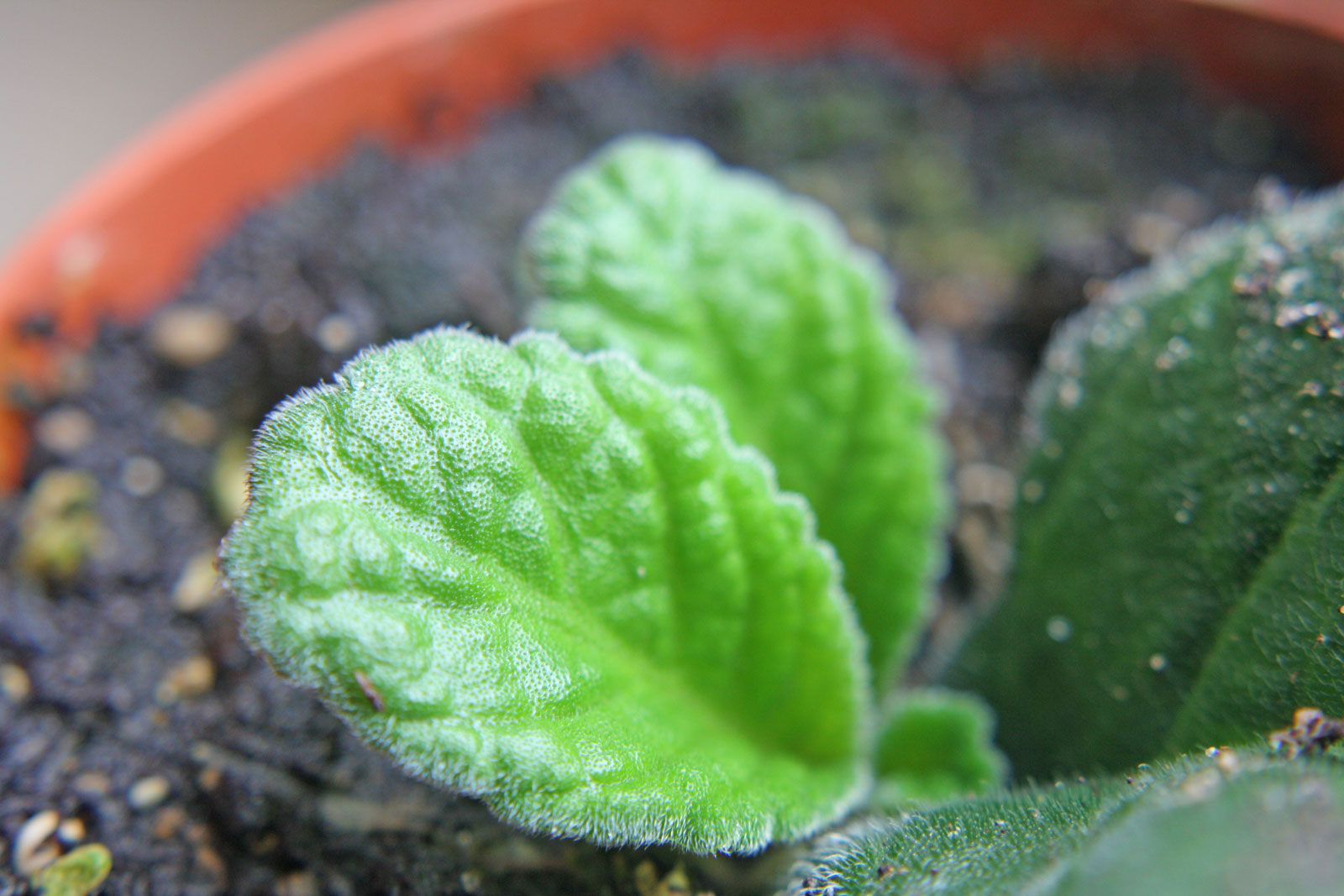 Streptocarpus cv