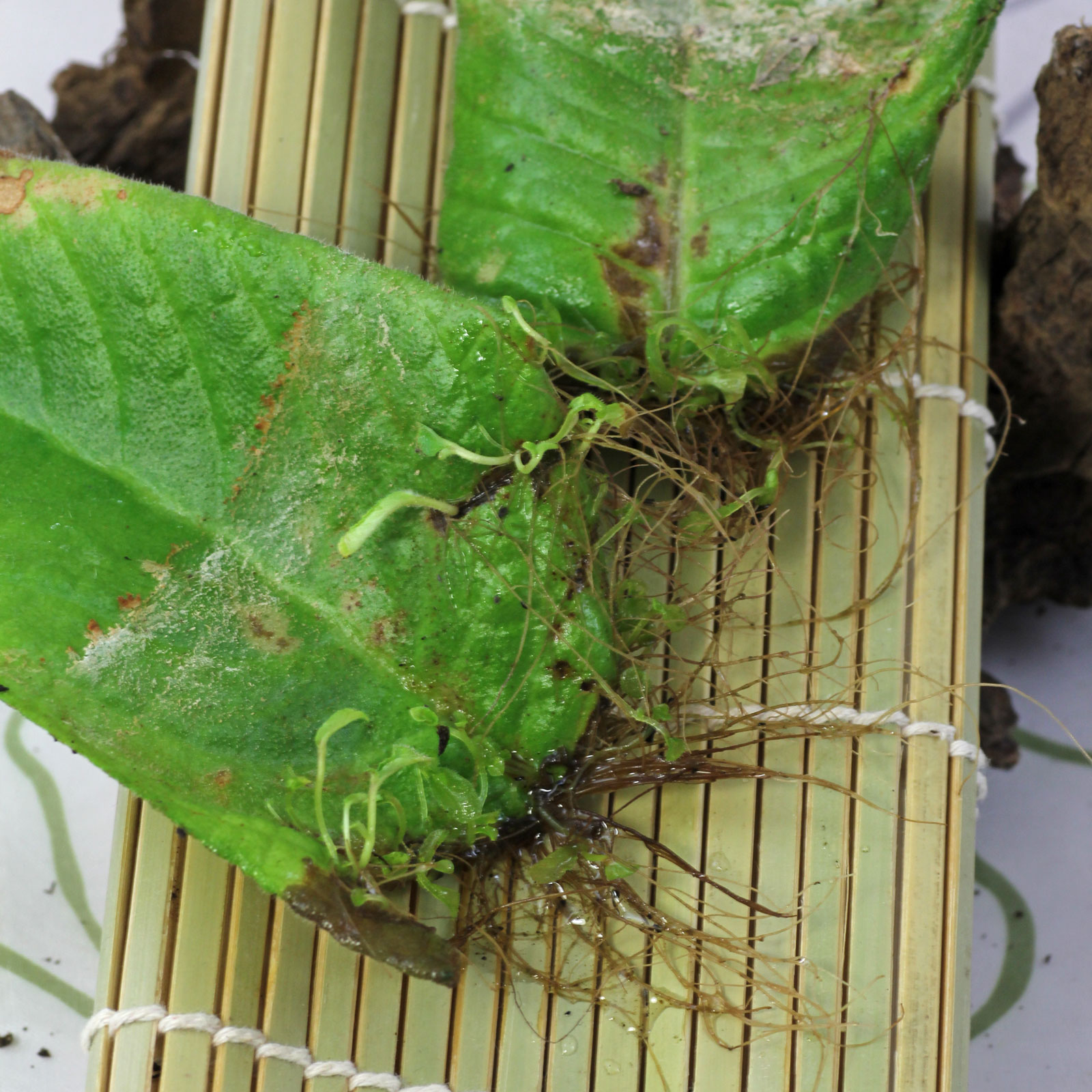 Streptocarpus cv