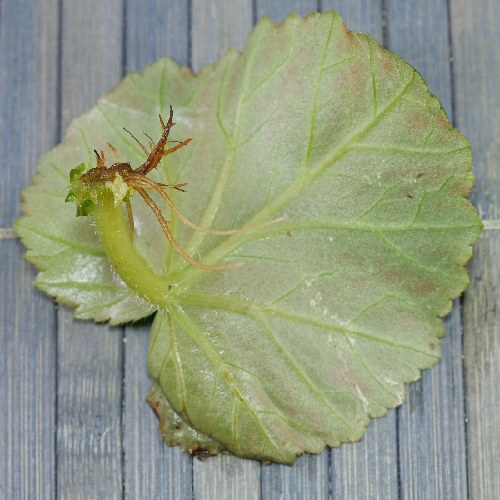 Begonia × hiemalis