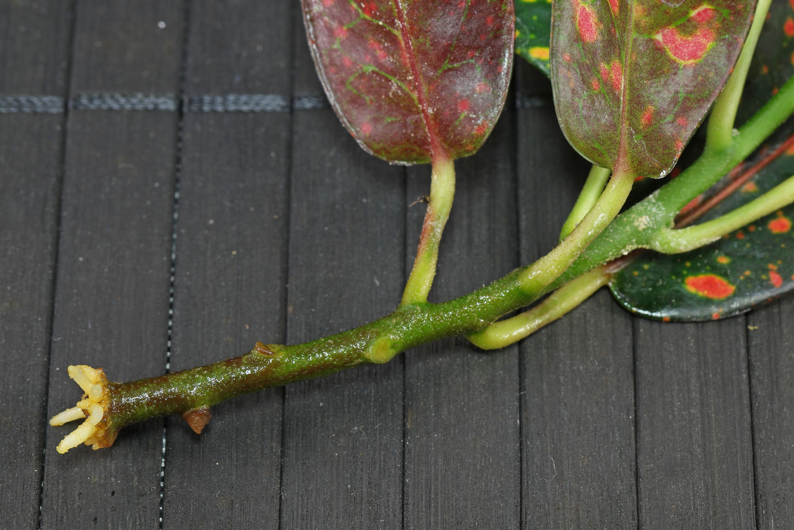 Codiaeum variegatum