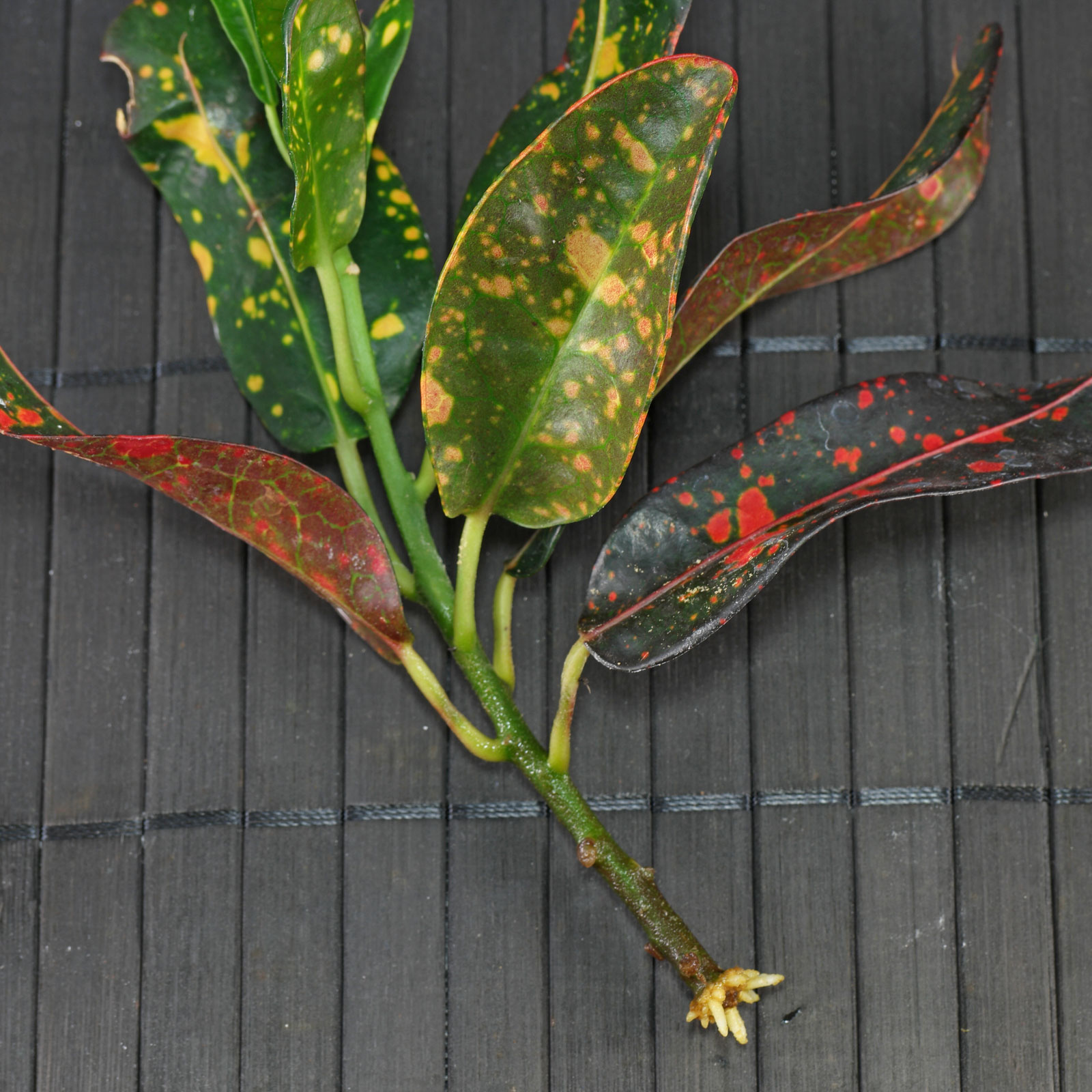 Codiaeum variegatum