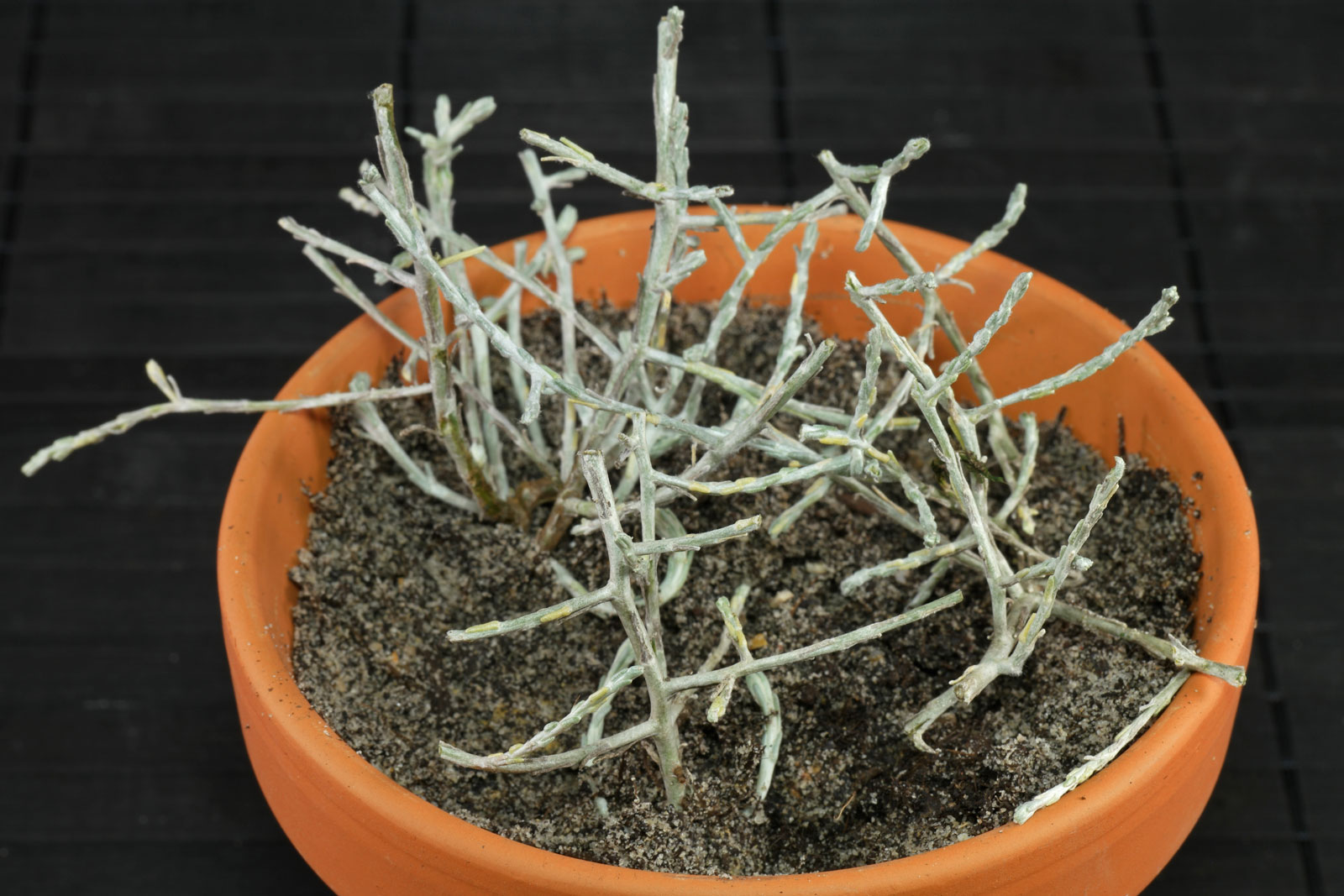 Leucophyta brownii
