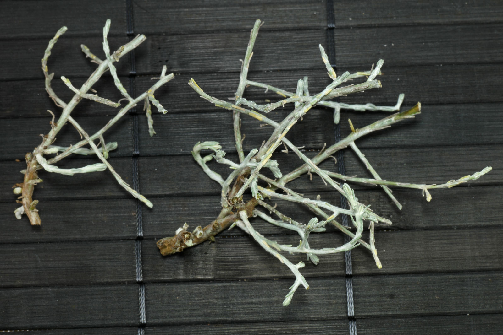Leucophyta brownii