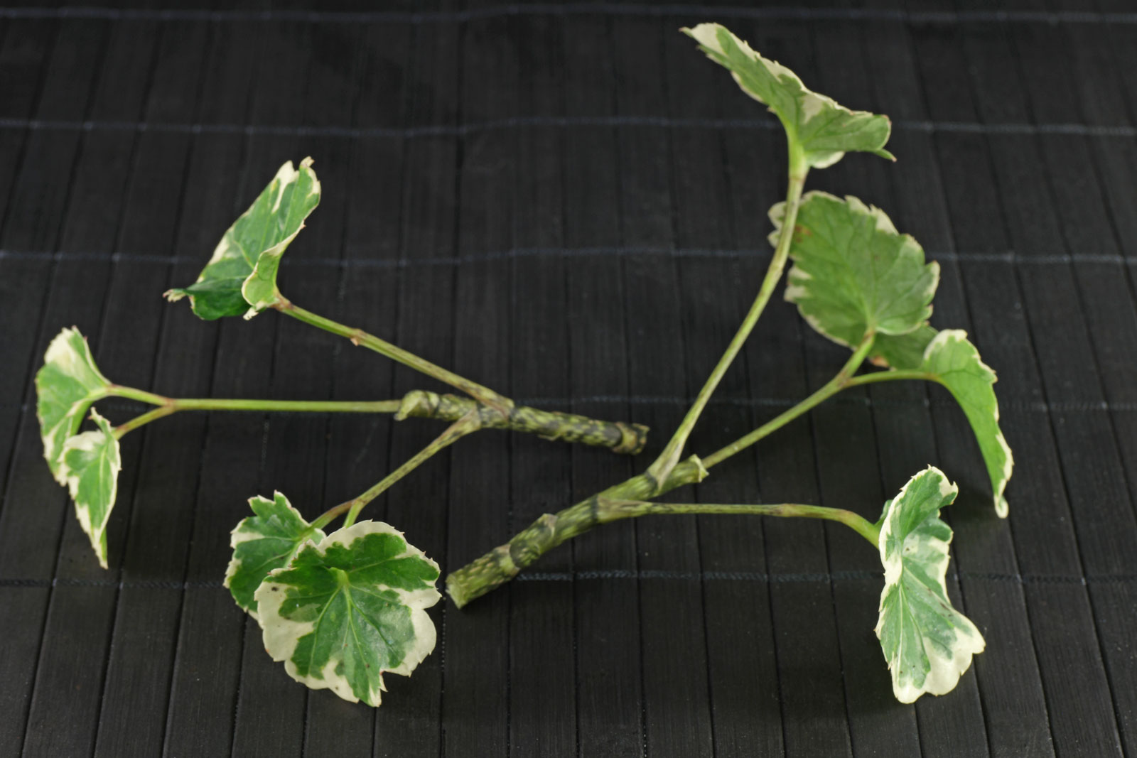 Polyscias scutellaria