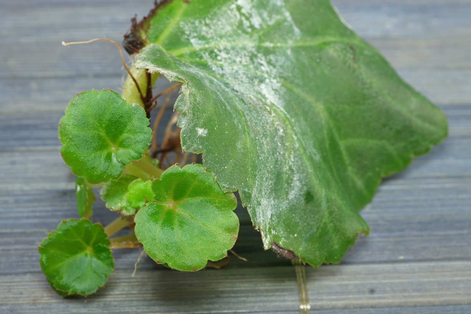 Begonia × hiemalis
