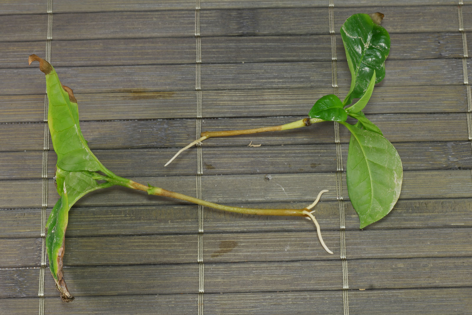 Coffea arabica
