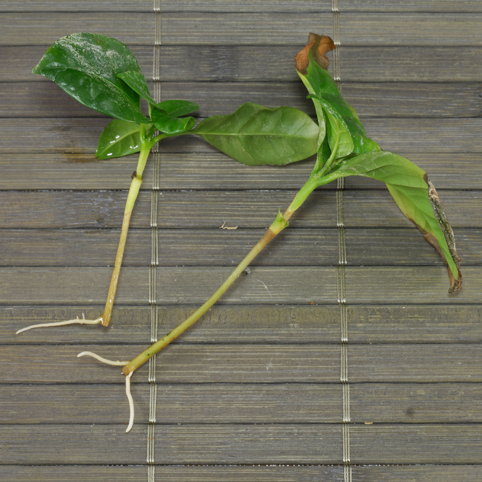 Coffea arabica