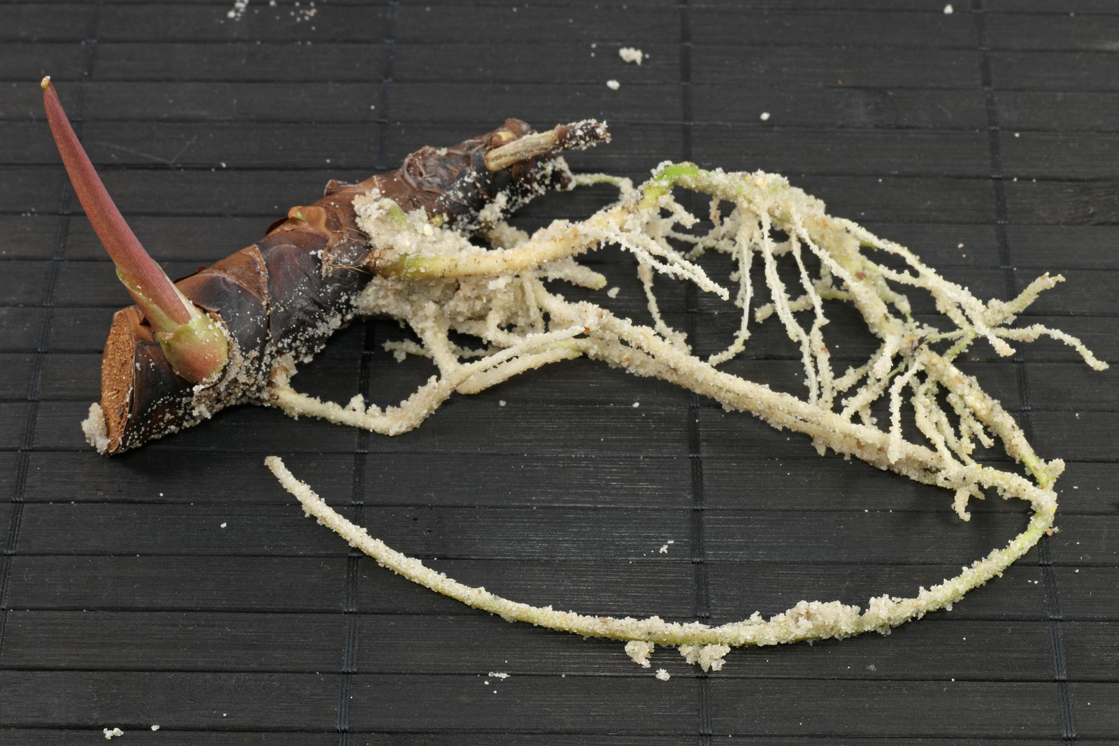 Homalomena rubescens