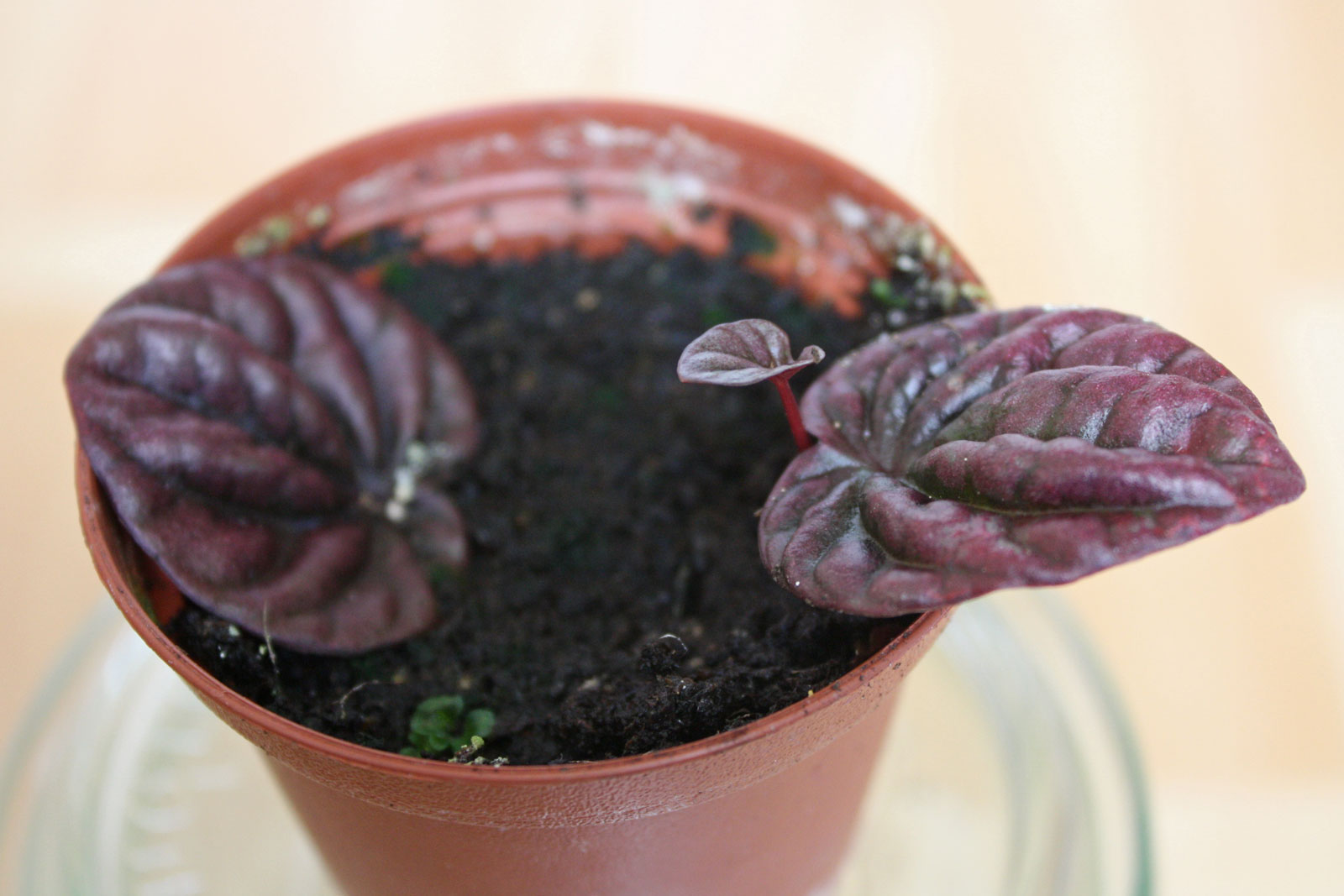 Peperomia caperata