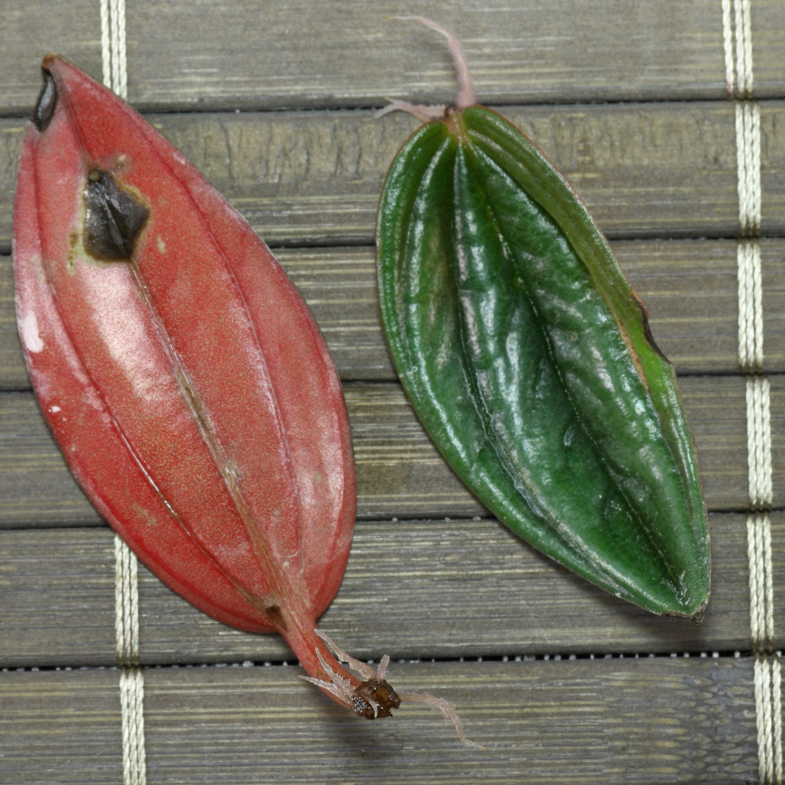 Peperomia caperata