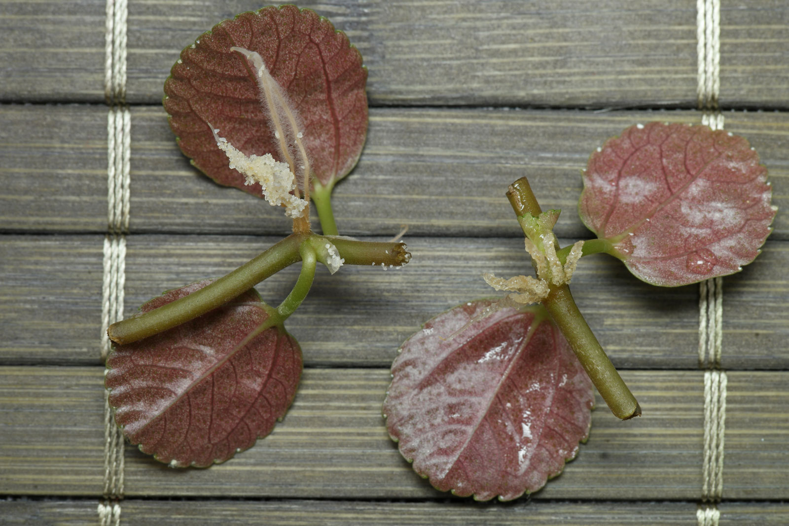 Pilea depressa