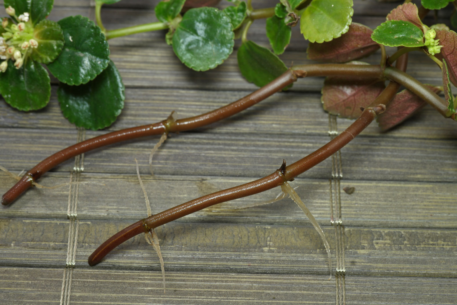Pilea depressa