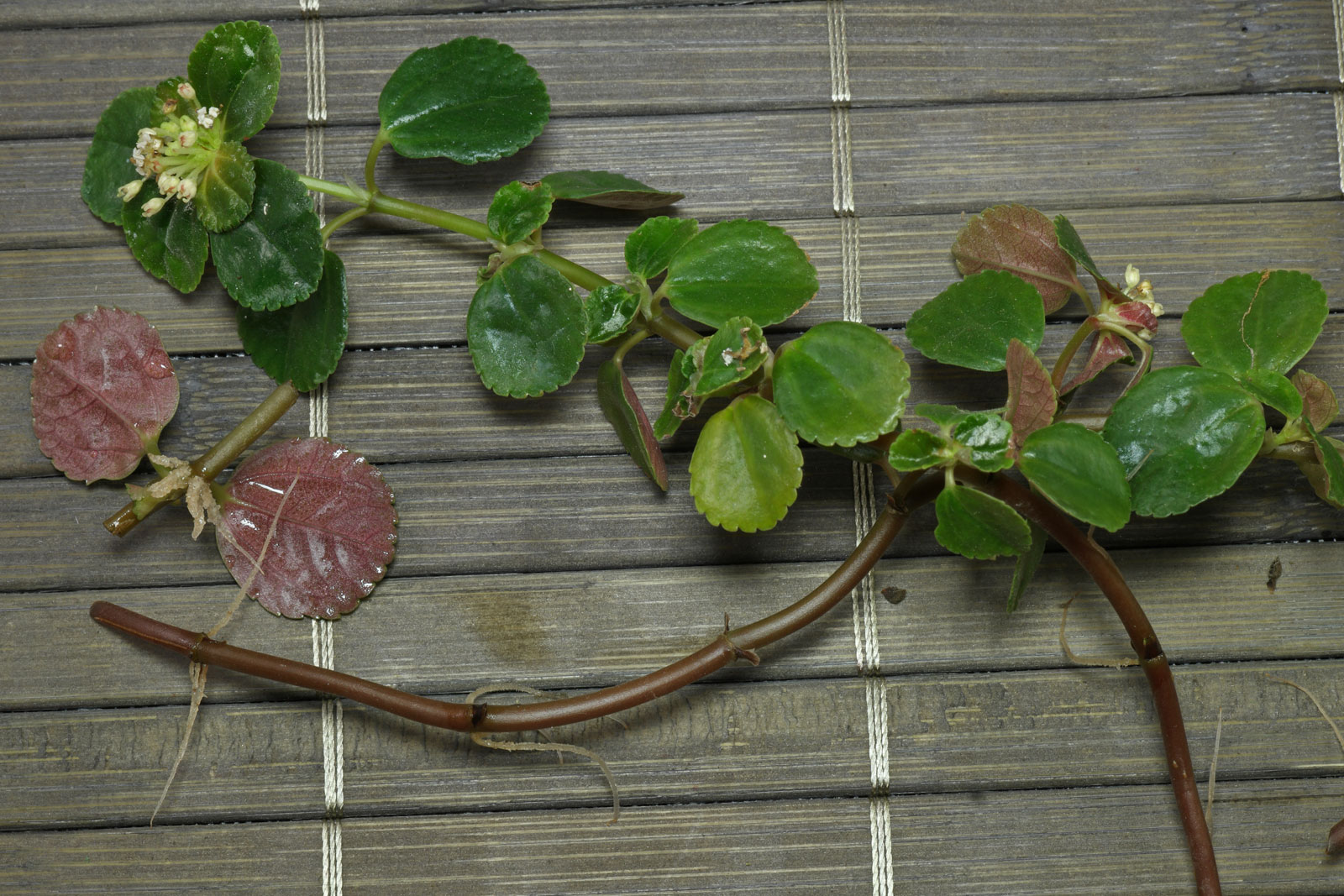 Pilea depressa