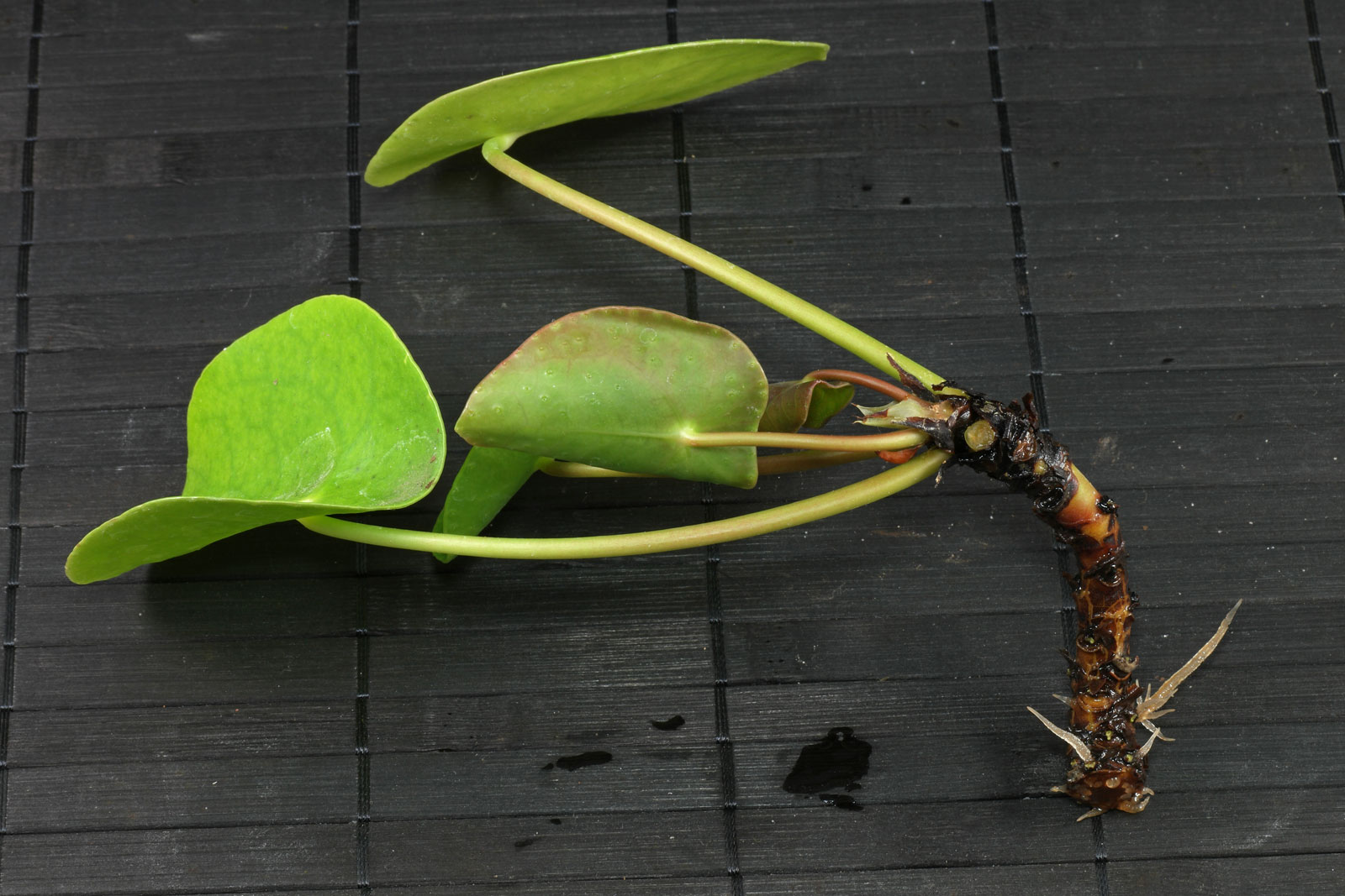 Pilea peperomioides