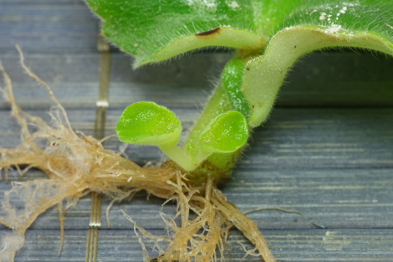 Saintpaulia ionantha