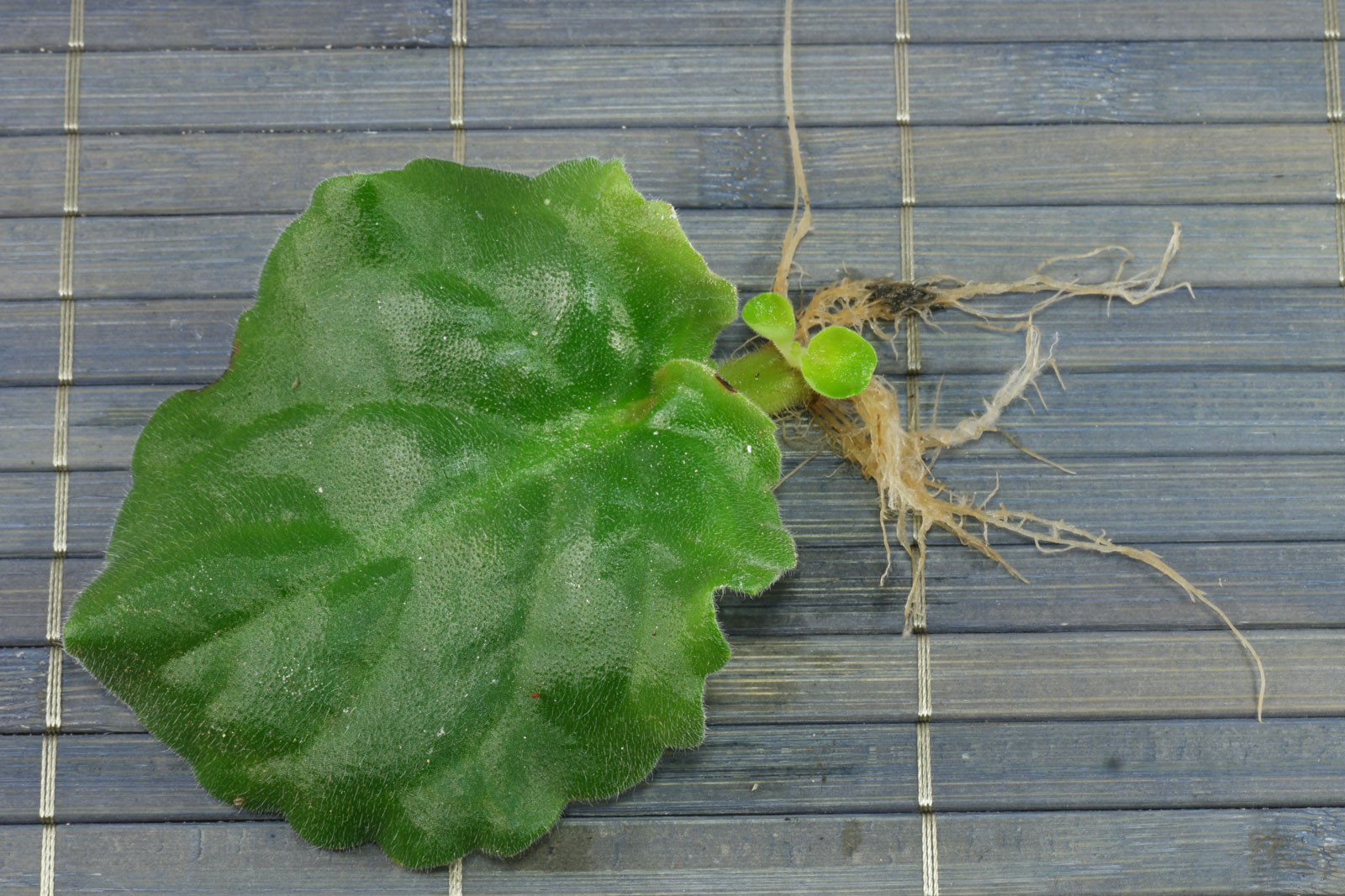 Saintpaulia ionantha
