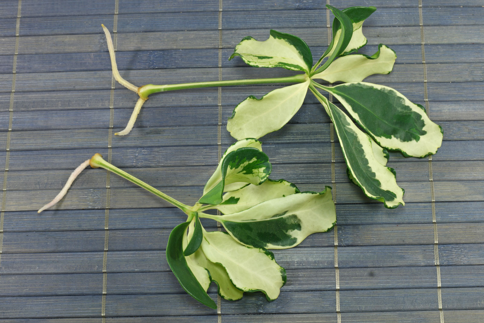 Schefflera arboricola