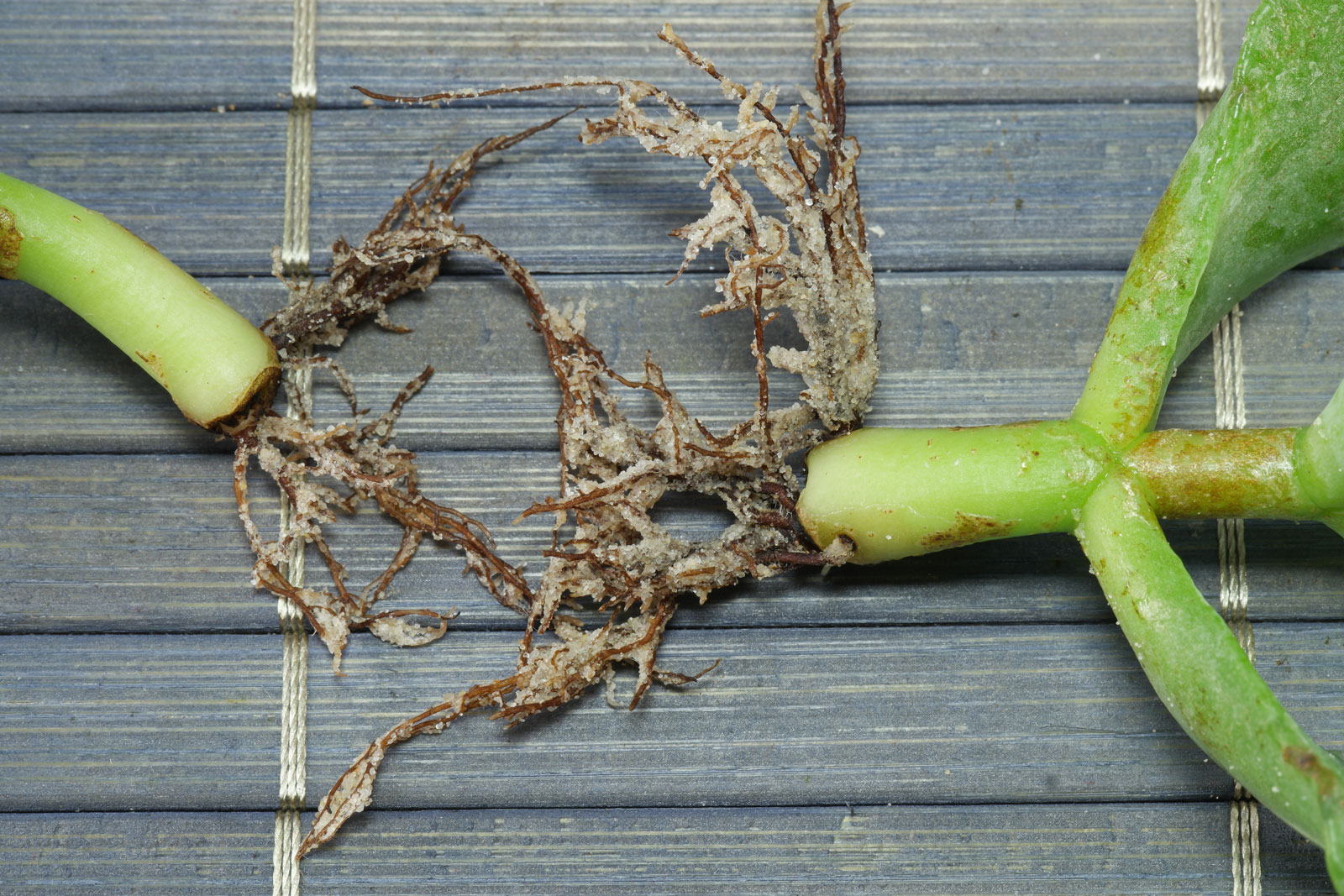 Crassula arborescens