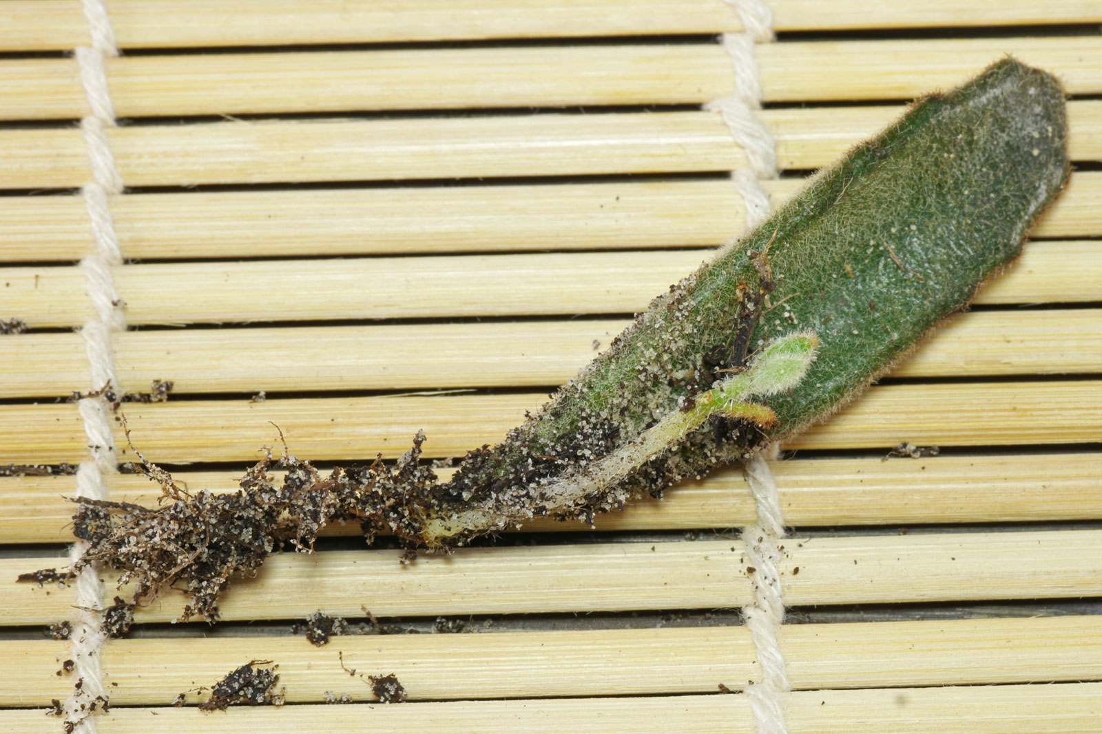 Kalanchoe tomentosa