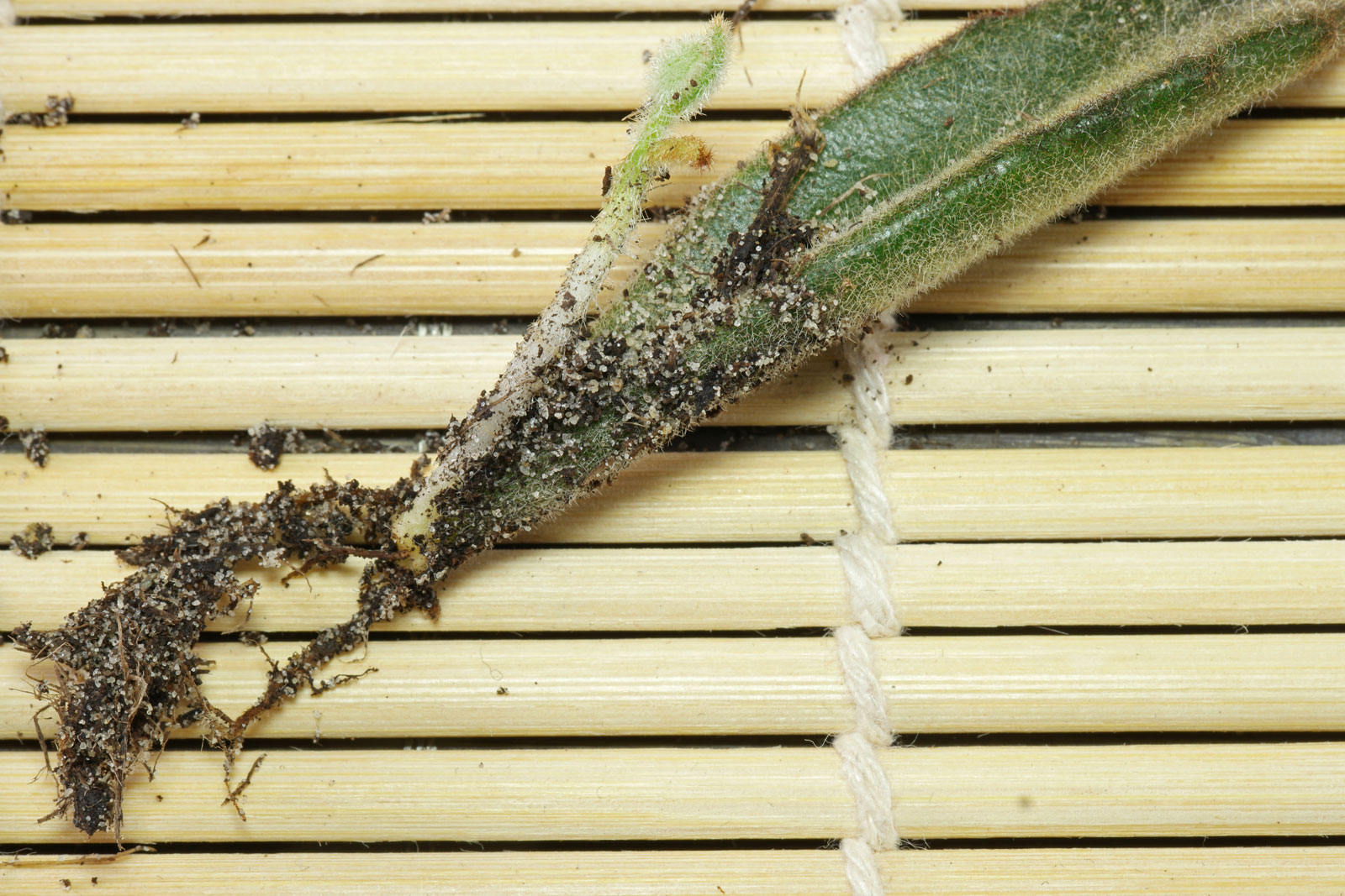 Kalanchoe tomentosa