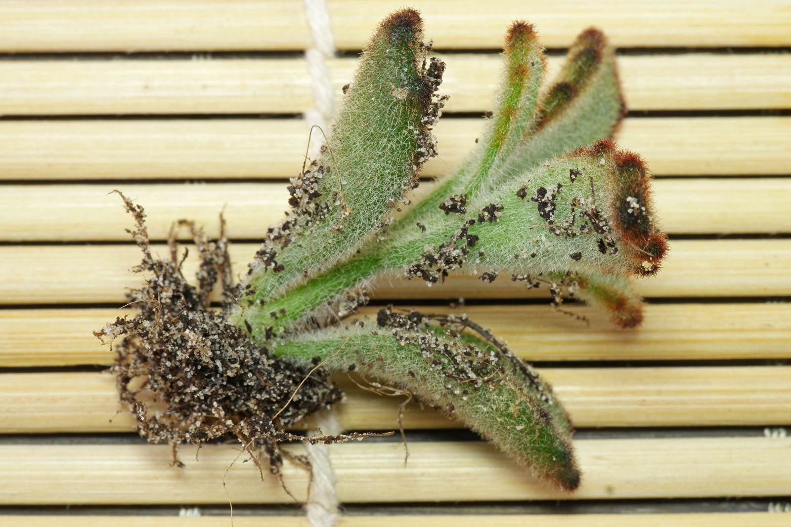 Kalanchoe tomentosa