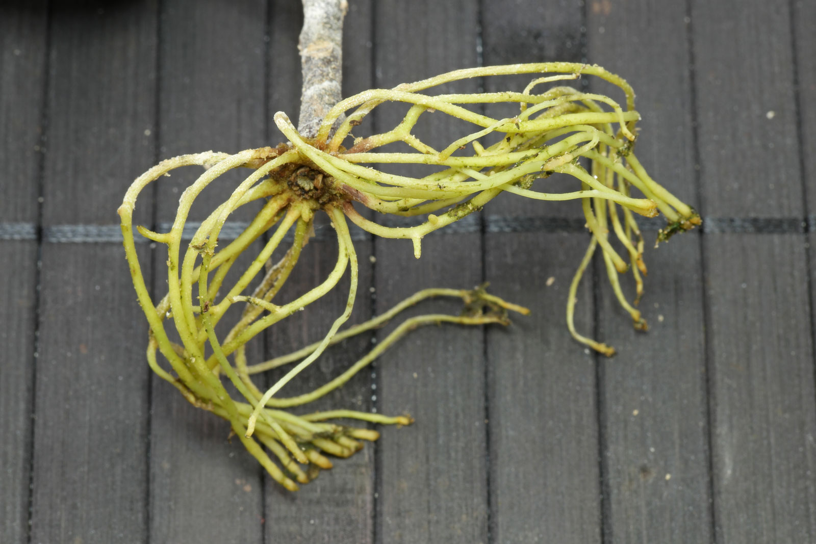Codiaeum variegatum