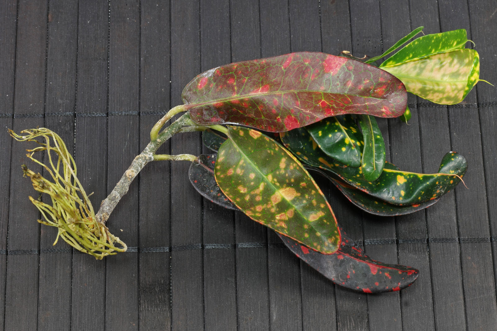 Codiaeum variegatum