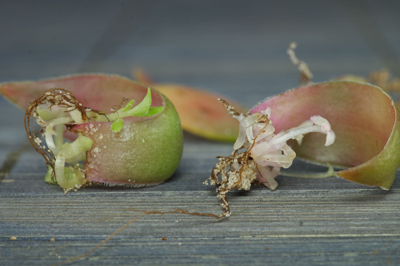 Crassula orbicularis