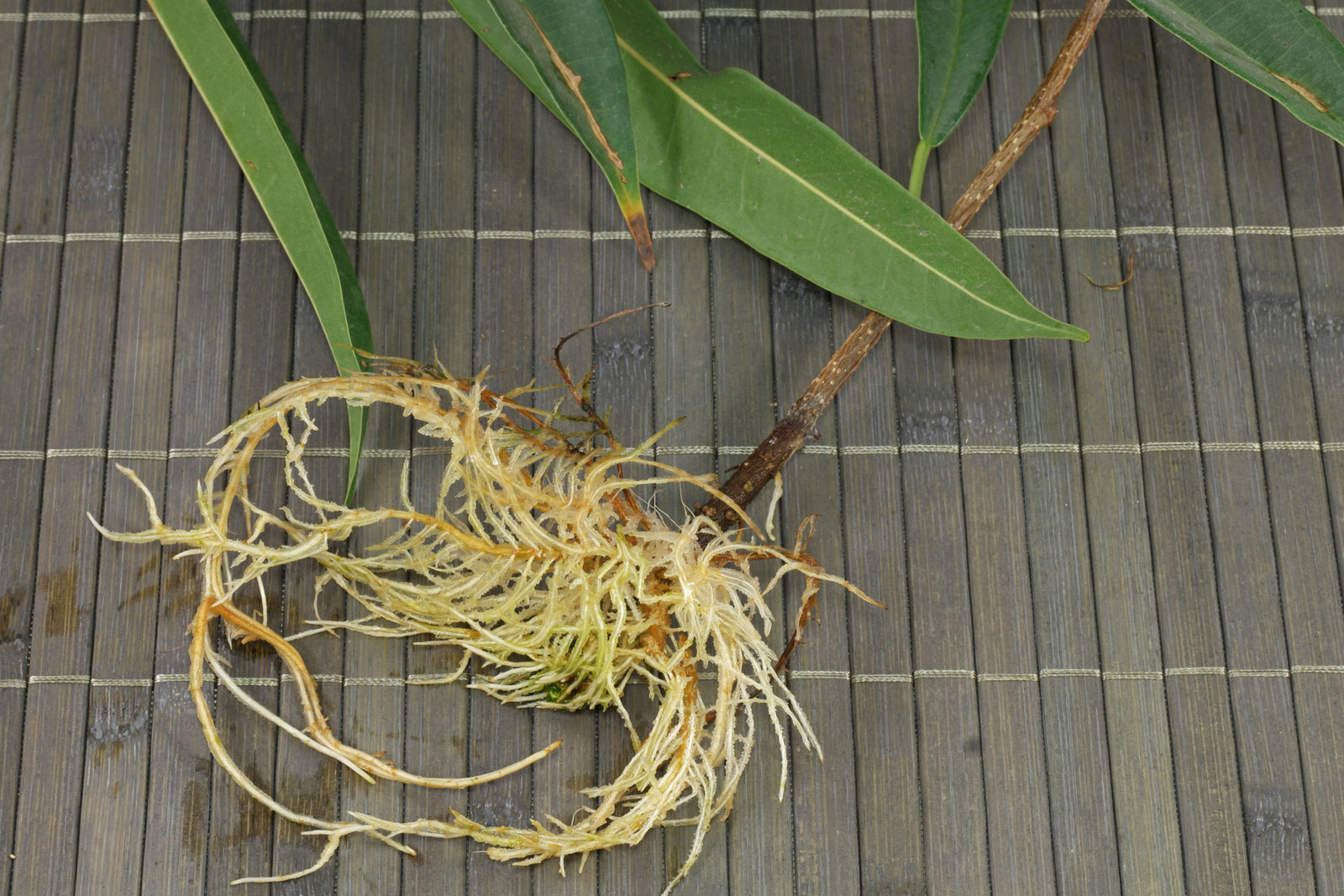 Ficus binnendijkii