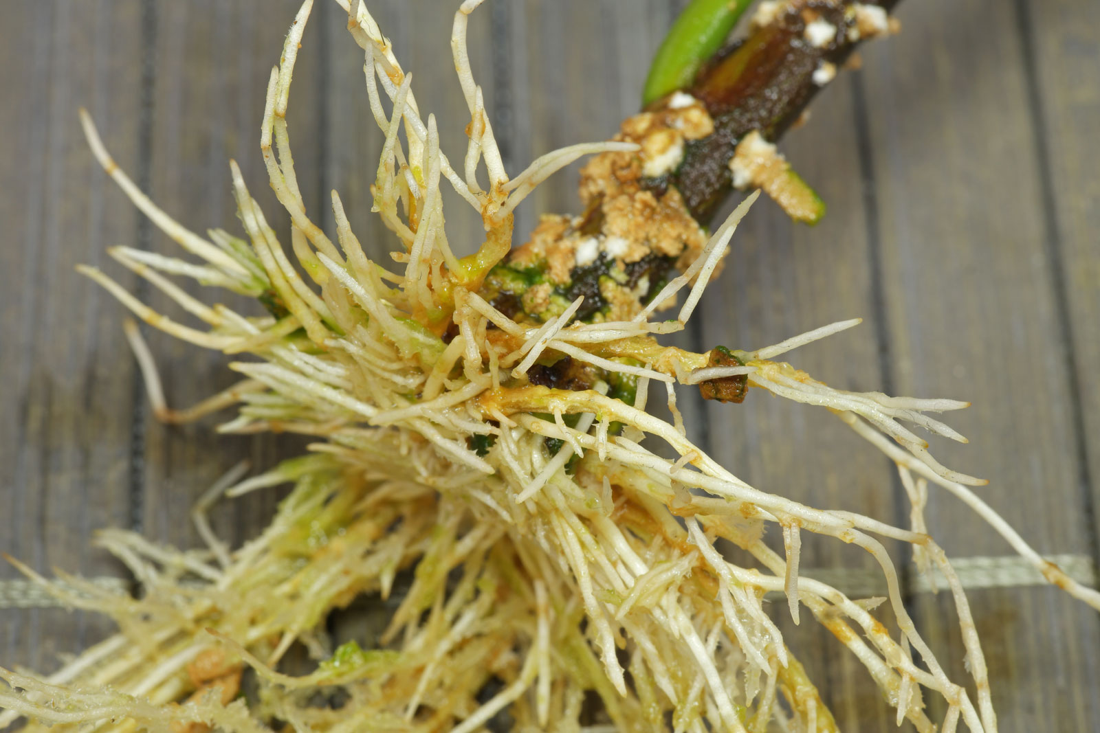 Ficus binnendijkii